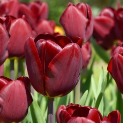 Tulipa Jan Reus - Τουλίπα Jan Reus - 5 βολβοί