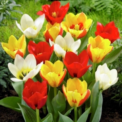 Tulipa botanická směs - Tulipán botanický mix - 5 květinové cibule - Tulipa botanical 