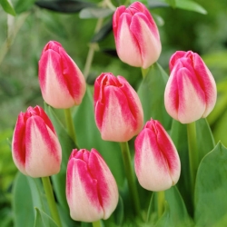 Strana Polka tulipán - 5 ks. - Tulipa Page Polka