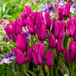 Tulipa Purple Bouquet - ช่อทิวลิปสีม่วง - 5 หลอด