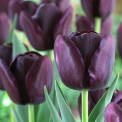 Tulipa Queen of Night - Tulip Queen of Night - 5 bulbs
