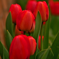 تولبا الأحمر - توليب الأحمر - 5 البصلة - Tulipa Red