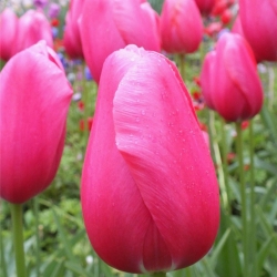 Tulipa Rose - Tulip Rose - 5 lampu