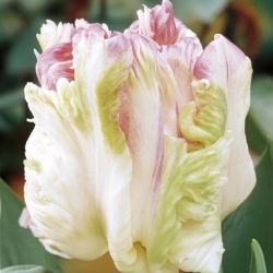 Тюльпан Webers Parrot - пакет из 5 штук - Tulipa Webers Parrot