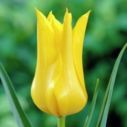 Tulipa West Point - Tulip West Point - 5 bulbs
