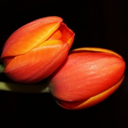 Tulipa Orange - Tulip Orange - 5 bulbs