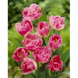 Tulipa Upstar - Tulip Upstar - 5 цибулин - Tulipa Up Star