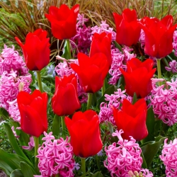 Sarkans tulpju un rozā hiacintes komplekts - 40 gab - 