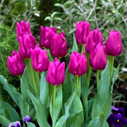 Passionate Tulip - Passionate Tulip - 5 bulbs - Tulipa Passionale