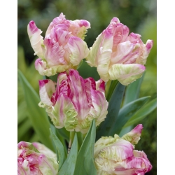Tulipa Webers鹦鹉 - 郁金香Webers鹦鹉 -  5个洋葱 - Tulipa Webers Parrot