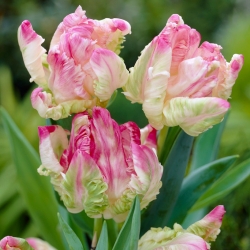 Tulipa Webers鹦鹉 - 郁金香Webers鹦鹉 -  5个洋葱 - Tulipa Webers Parrot