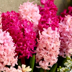 Set hyacinth merah jambu - 24 pcs - 
