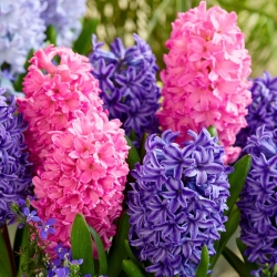 Set hyacinth biru dan merah jambu - 24 pcs - 