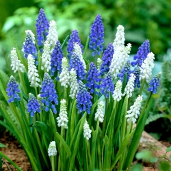 Druif hyacint - Muscari - wit en blauw arrangement - 60 st - 
