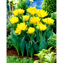 Tulipa Monte Carlo - Tulipán Monte Carlo - 5 kvetinové cibule