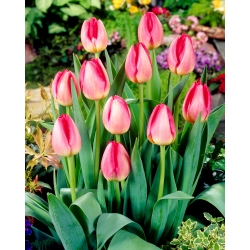 Тюльпан Judith Leyster - пакет из 5 штук - Tulipa Judith Leyster