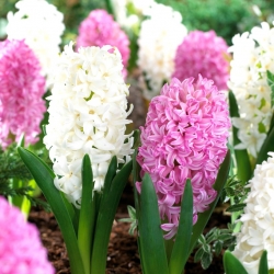Hvite og rosablomstede hyacinter - 24 stk - 