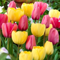 Set tulip bunga merah jambu dan kuning - 50 pcs - 