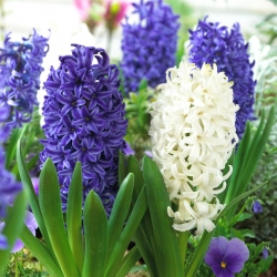 Blåhvitt hyacinthsett - 24 stk - 