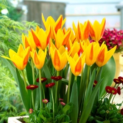 Hoa tulip Giuseppe Verdi - Hoa tulip Giuseppe Verdi - 5 củ - Tulipa Giuseppe Verdi