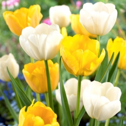 Hvit og gul tulipan sett - 50 stk - 