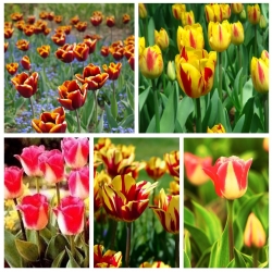 Triumph tulip - Lựa chọn các giống bicolour - Bộ II - 60 chiếc - 