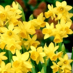 Narcissläktet - Jonquilla Sweetness - paket med 5 stycken - Narcissus