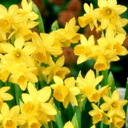 Jonquil - rush daffodil - Sweetness - XXL pack! - 300 pcs - 
