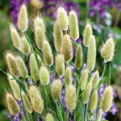 野兔的尾巴草，兔子尾巴种子 -  Lagurus ovatus  -  3200种子 - 種子