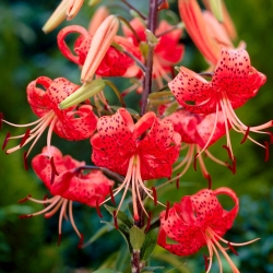 Lilium, Lily Tiger roșu - bulb / tuber / rădăcină - Lilium Red Tiger