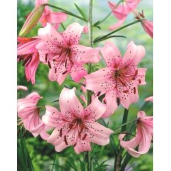 Lilium, Lily Pink Tiger - bebawang / umbi / akar - Lilium Pink Tiger
