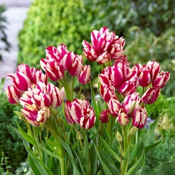 Tulipa Flaming Club  - 郁金香火焰俱乐部 -  5个洋葱
