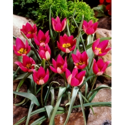 Tulipa perzská perla - tulipán perzská perla - 5 kvetinové cibule - Tulipa Persian Pearl