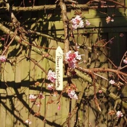 Hengende treplanteetiketter - 10 cm - 15 stykker - 