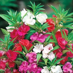 Vườn balsam - hạt trộn; hoa hồng balsam - Impatiens balsamina