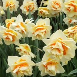 Daffodil Manly - 5 pcs; narcissus