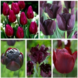 Pemilihan tulip dengan bunga berwarna gelap - 50 pcs - 