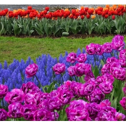 Tulip and grape hyacinth set – purple, red, orange tulips and blue grape hyacinth – 50 pcs