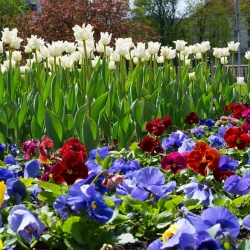 Hoa tulip trắng và hỗn hợp pansy vườn - củ giống và hạt giống - 