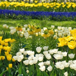Hoàng vương vàng với hoa tulip trắng và vàng - bộ 12 chiếc - 