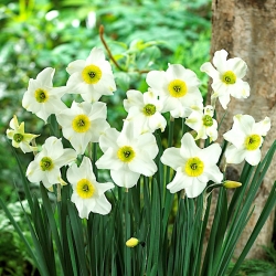Daffodil "Sinopel" - 5 pcs. - 