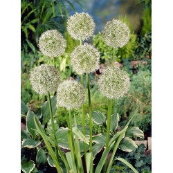 Allium Mount Everest - květinové cibulky / hlíza / kořen