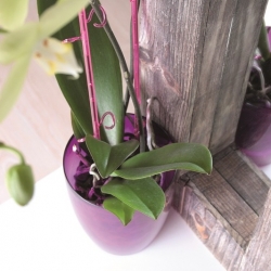 Pyöreä orkidea-kukkaruukku - Coubi DUOW - 13 cm - violetti - 