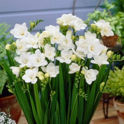 Freesia Double White - 10 kvetinové cibule