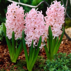 Rytinis hiacintas - Lady Derby - pakuotėje yra 3 vnt -  Hyacinthus orientalis