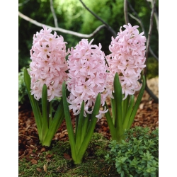 Hyacinthus orientalis - Lady Derby - pacchetto di 3 pezzi -  Hyacinthus orientalis