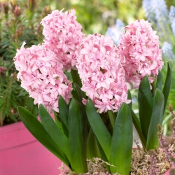 Hyacinthus Double Prince Of Love - Hyacinth Double Prince Of Love - 3 bulbs