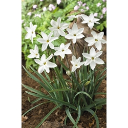 Ipheion Alberto Castillo - Floarea de primăvară de primăvară Alberto Castillo - 10 bulbi - Ipheion uniflorum