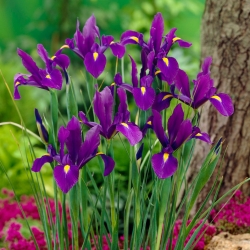 Kurjenmiekat (Iris × hollandica) - Purple Sensation - paketti 10 kpl