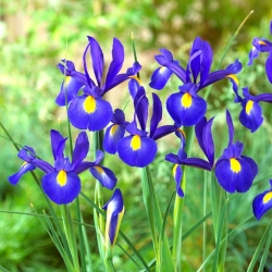 Irissläktet (Iris × hollandica) - Saphire Beauty - paket med 10 stycken
